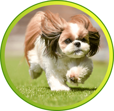 人工芝で犬が走っている